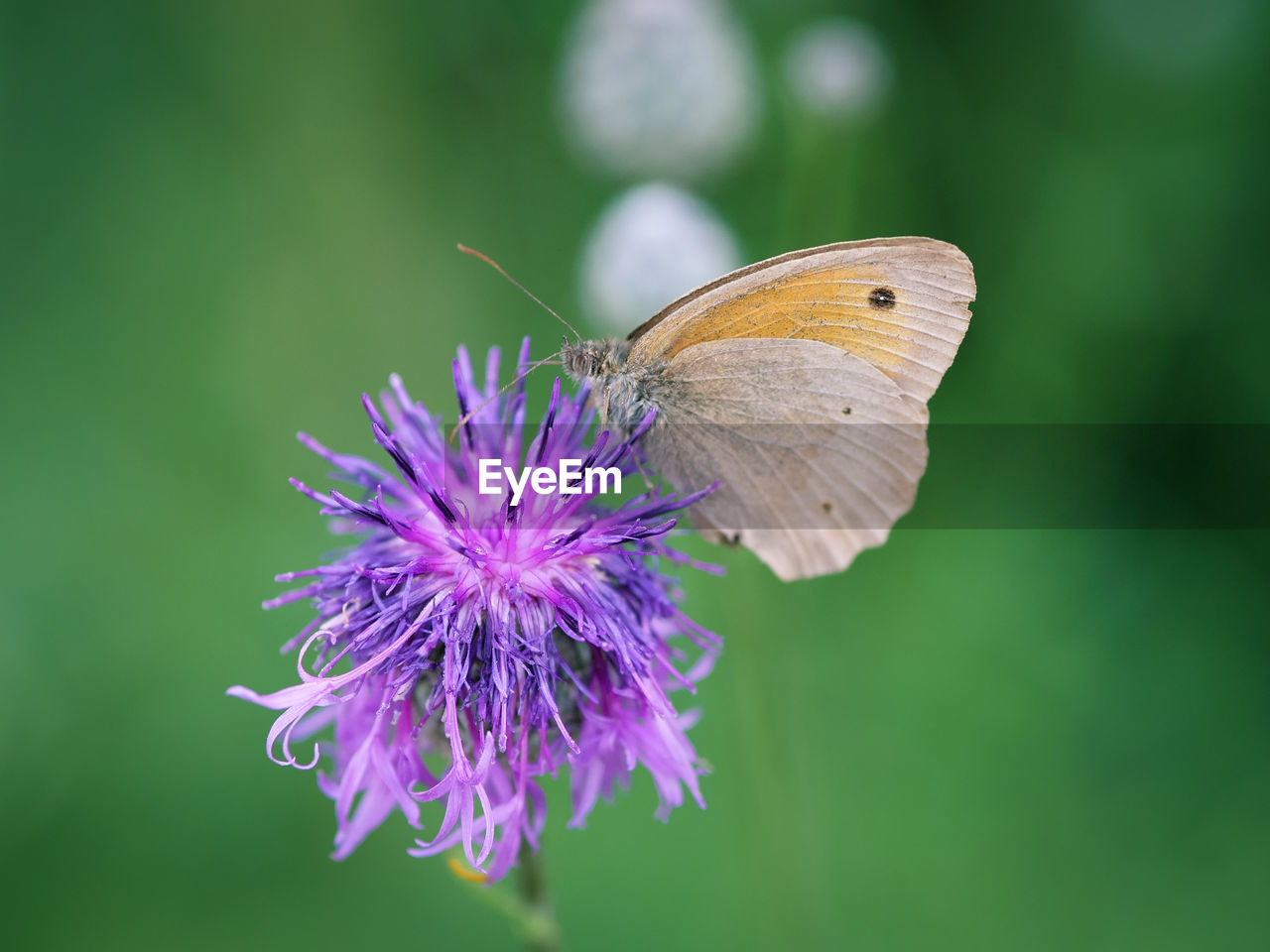 insect, flower, beauty in nature, animal, nature, animal wildlife, animal themes, flowering plant, butterfly, plant, animal wing, freshness, one animal, moths and butterflies, macro photography, close-up, purple, fragility, wildlife, animal body part, macro, focus on foreground, no people, flower head, petal, magnification, perching, summer, grass, thistle, outdoors, environment, food, full length, side view, meadow, pollination, eating, growth, tranquility, green background