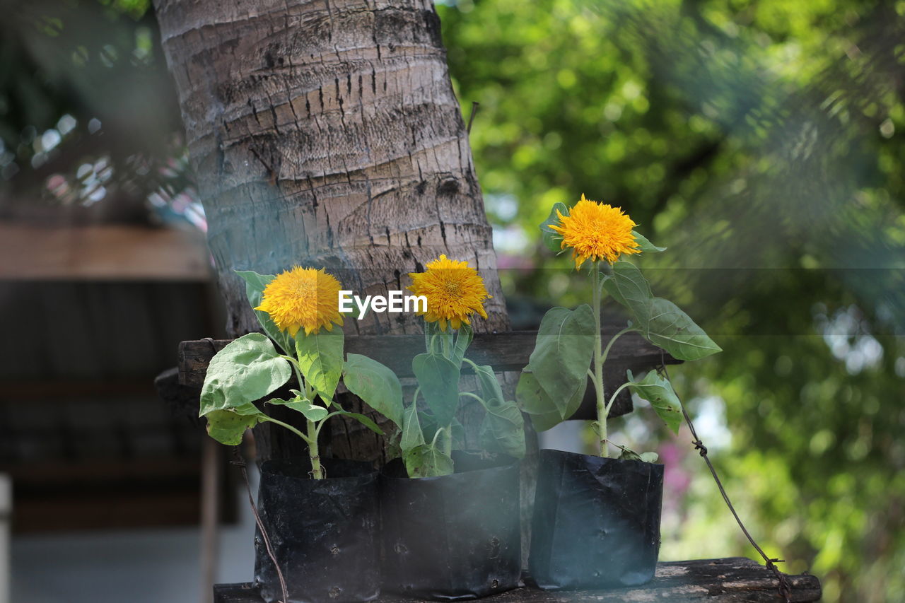 CLOSE-UP OF YELLOW FLOWER AGAINST BLURRED BACKGROUND