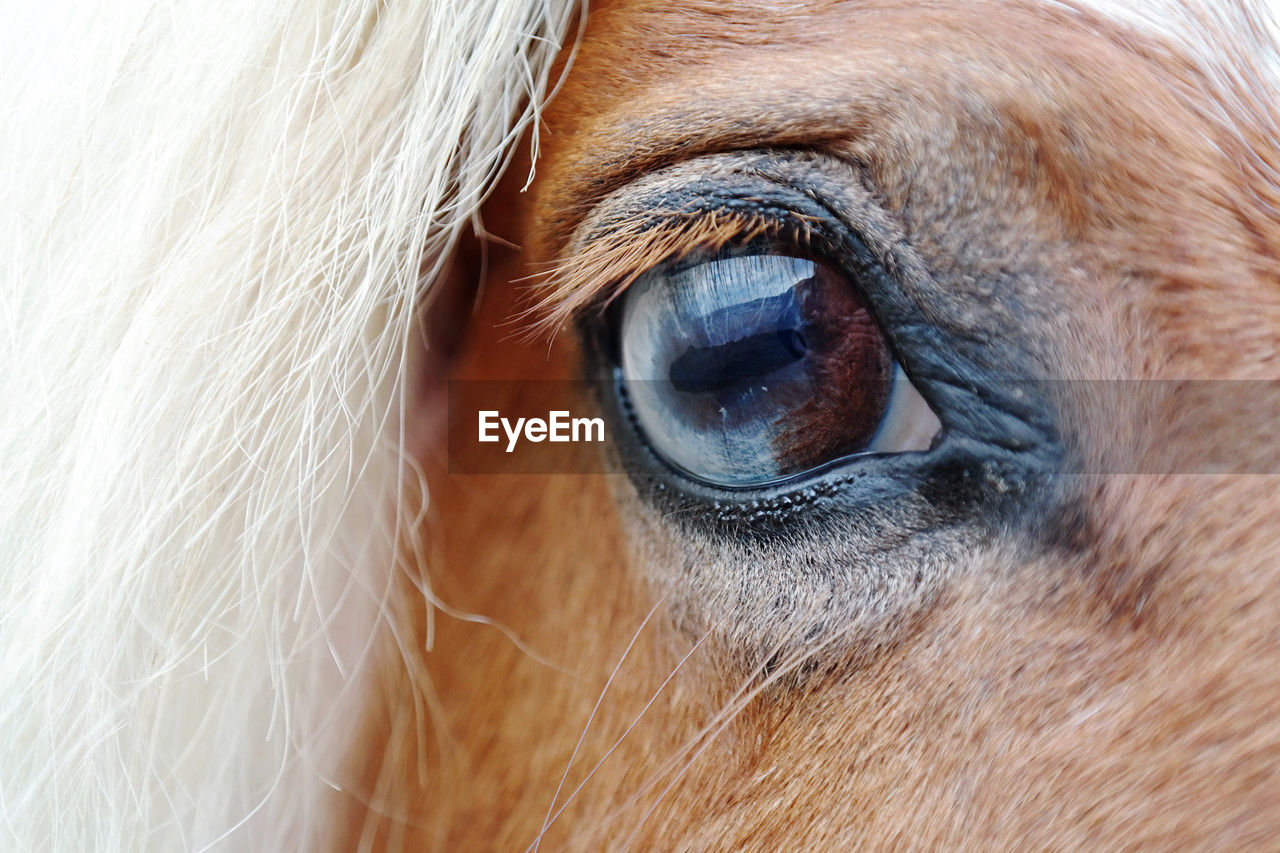 nose, eye, horse, mane, animal themes, animal, close-up, animal eye, one animal, animal body part, mammal, human eye, human head, domestic animals, pet, eyelash, snout, skin, livestock, animal head, sensory perception, extreme close-up, eyeball, animal hair, animal wildlife, brown, eyebrow