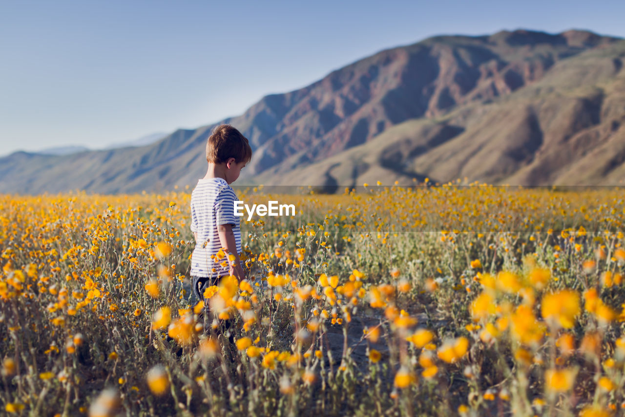 Little boy walking on a wildflower field in the desert in the spring.