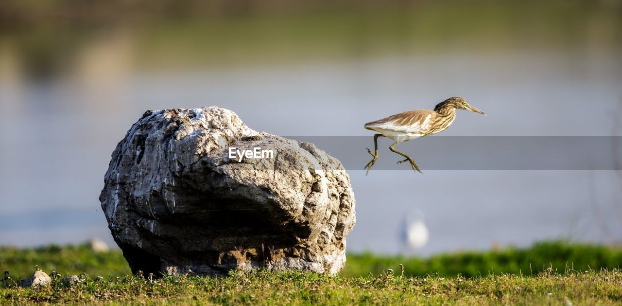 Bird perching on rock