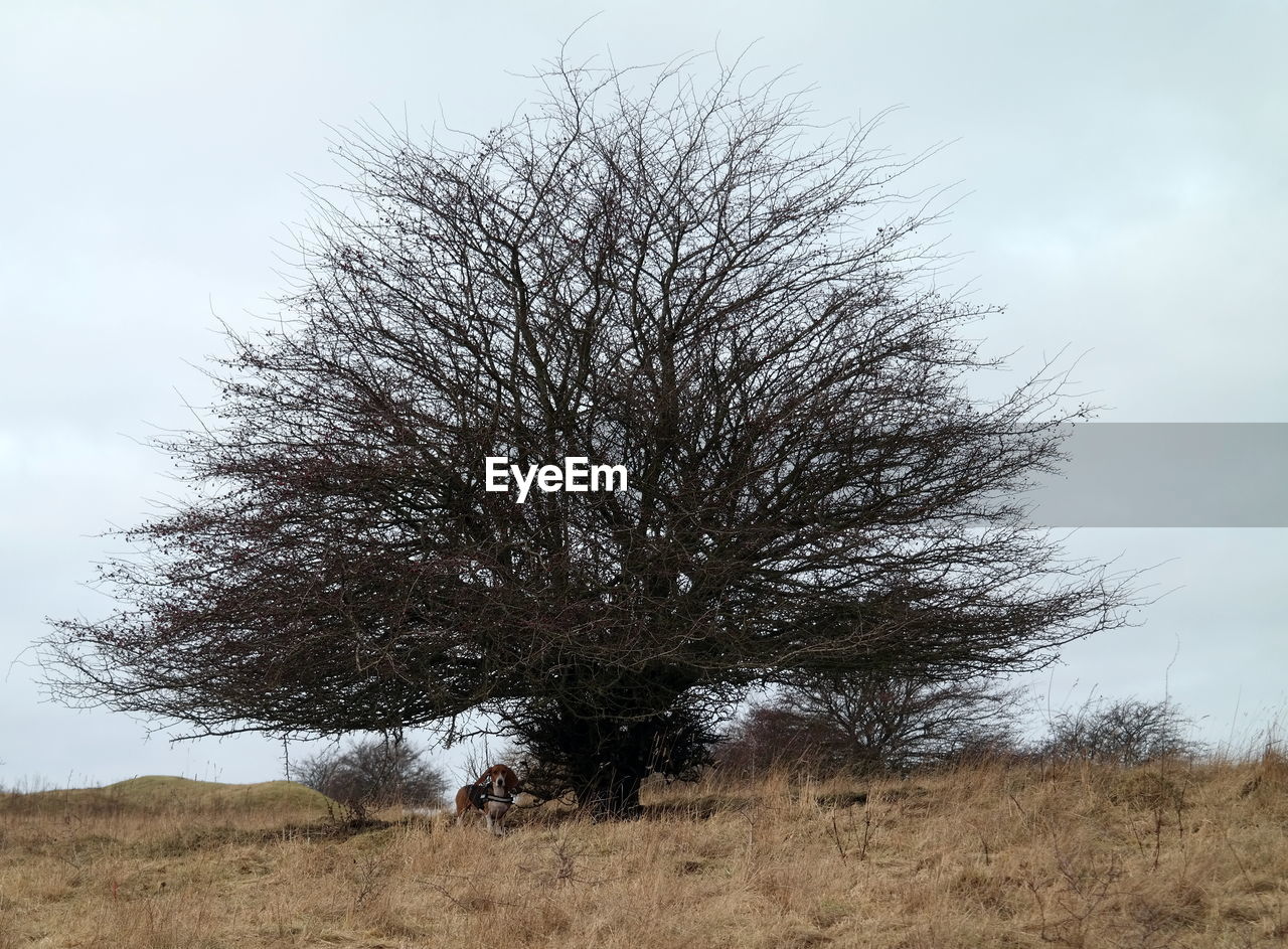 BARE TREE IN FIELD AGAINST SKY