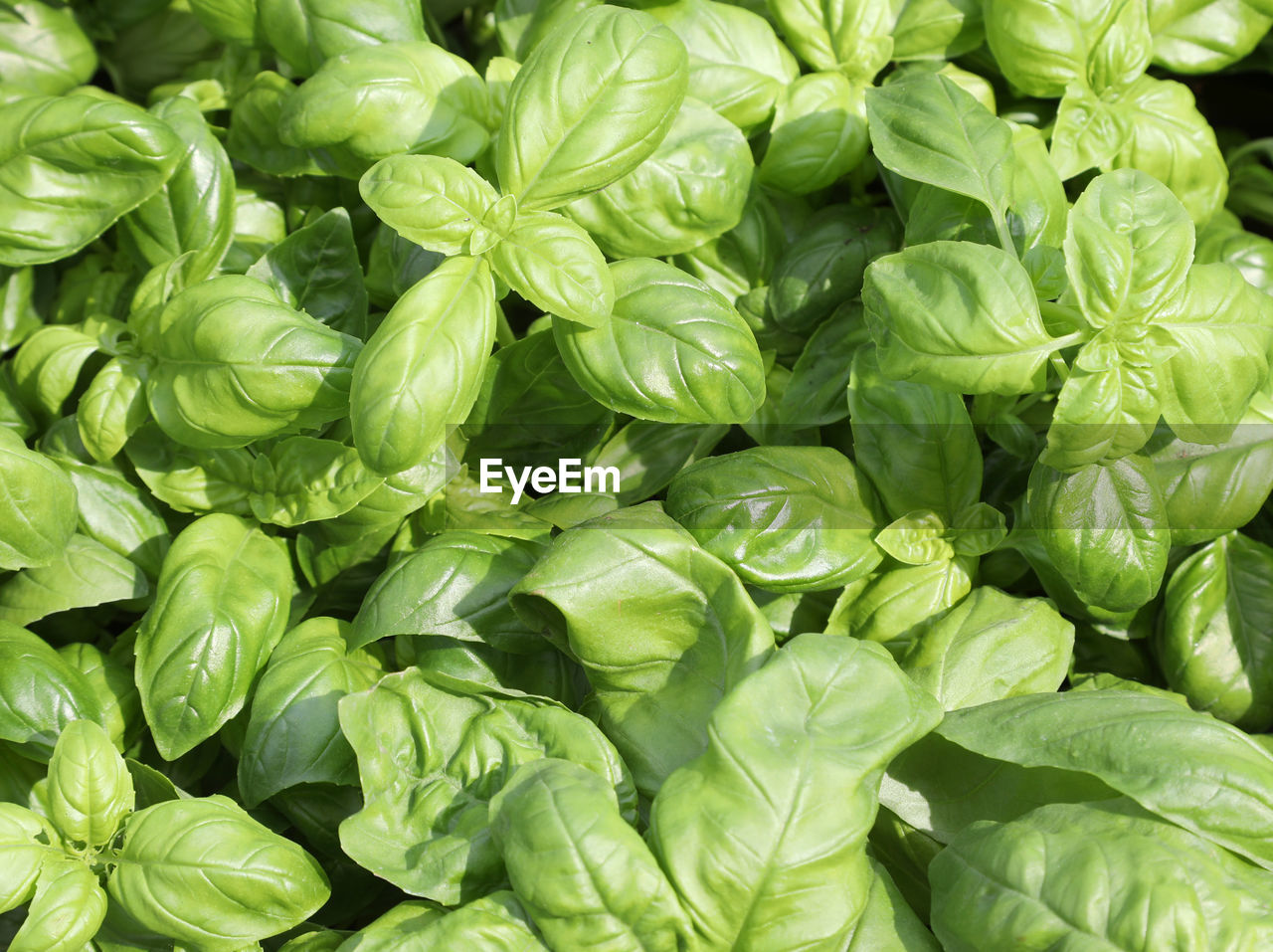 Background of very fresh green leaves of the basil plant an artomatic herb