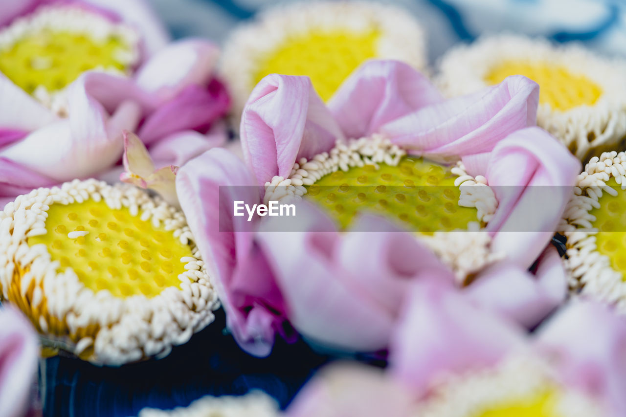 CLOSE-UP OF PINK FLOWER