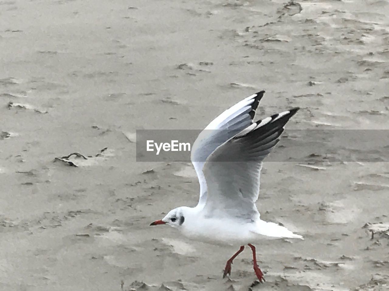 HIGH ANGLE VIEW OF SEAGULLS ON BEACH