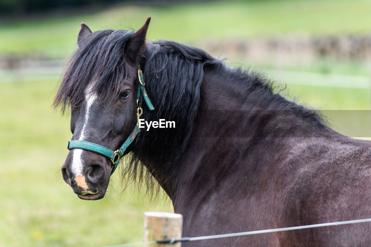 Horse in ranch