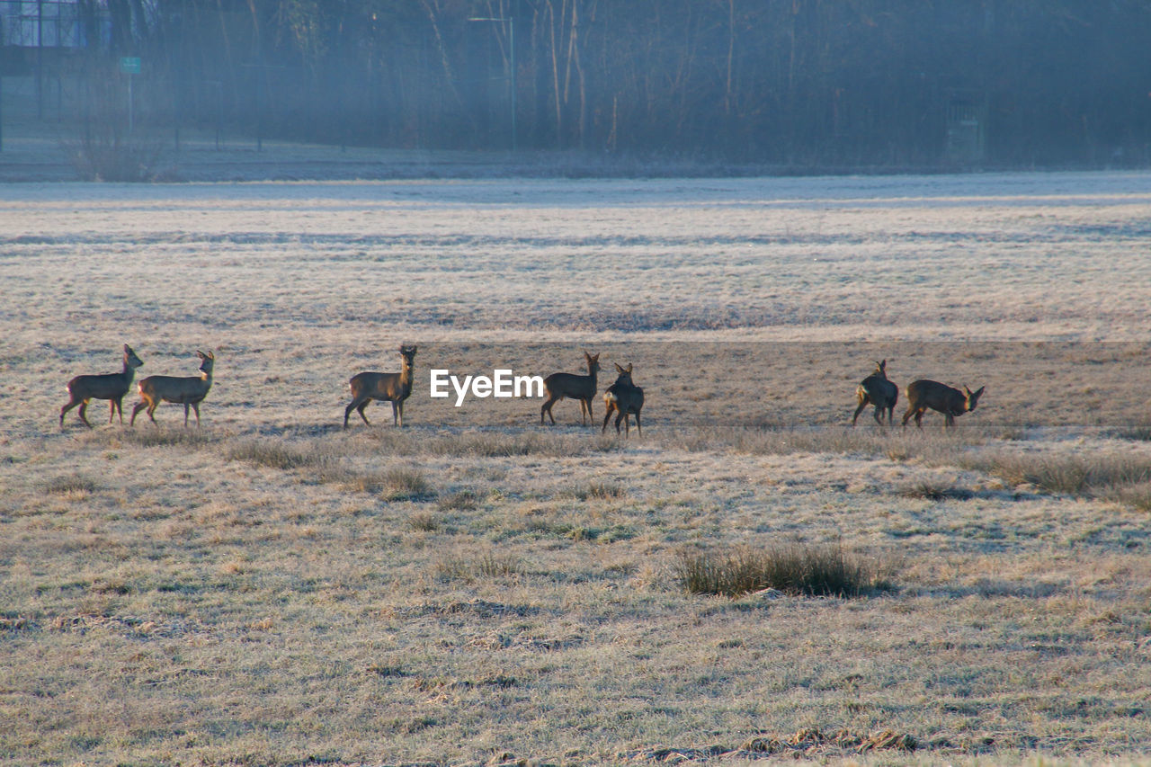 DEER ON A FIELD