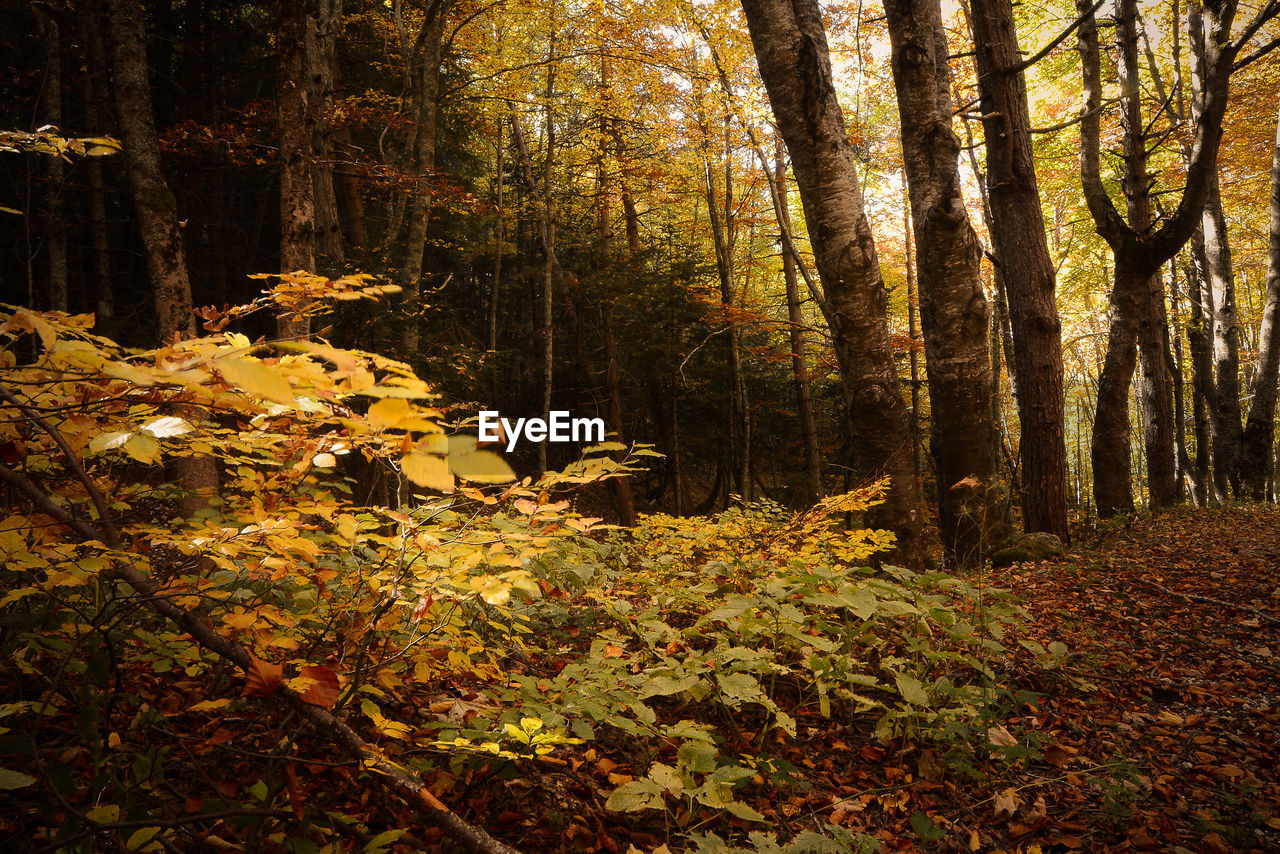 TREES IN FOREST DURING AUTUMN