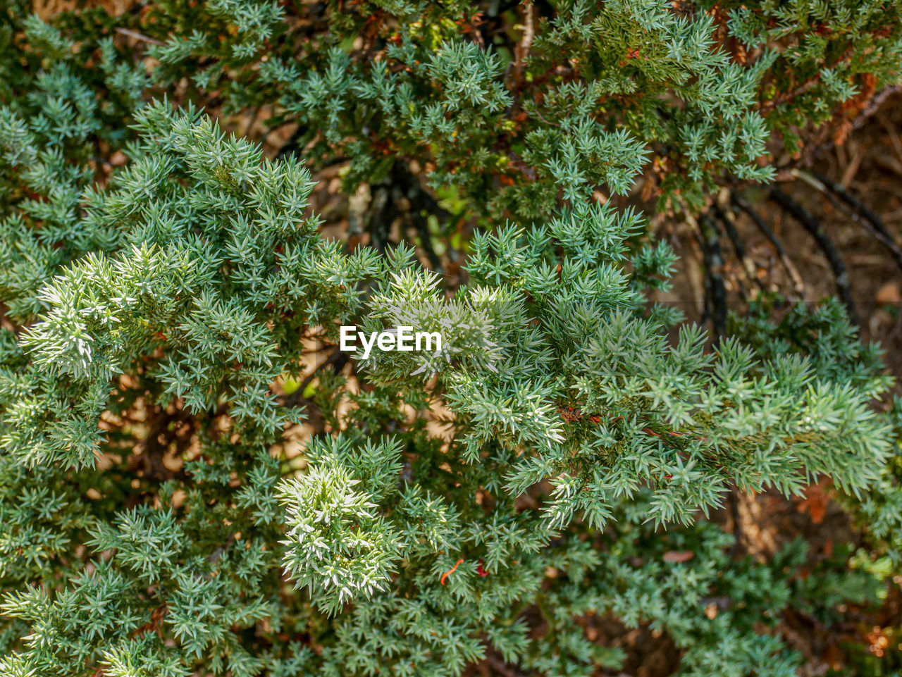 Close-up of pine tree