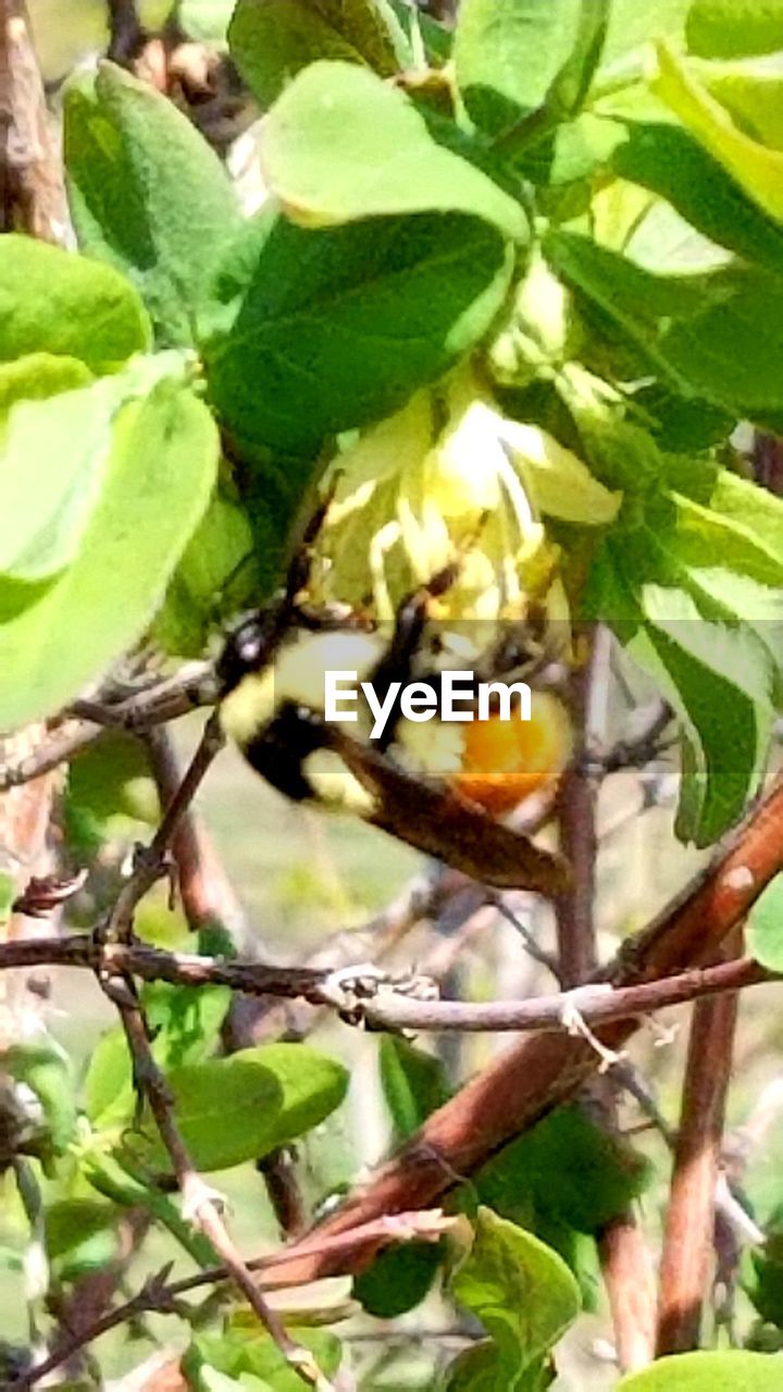 CLOSE-UP OF INSECT ON LEAF