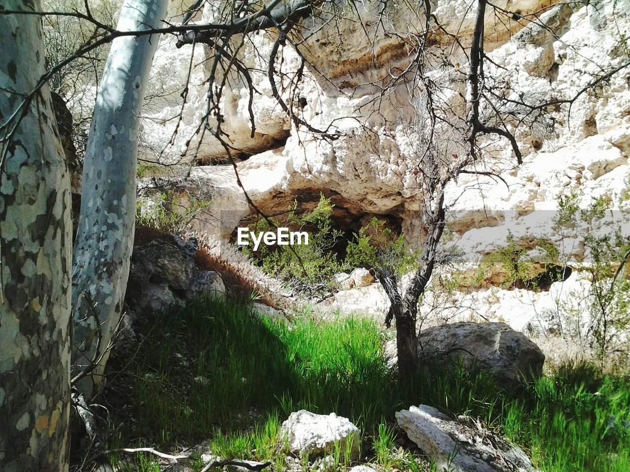 ROCK FORMATION BY TREE