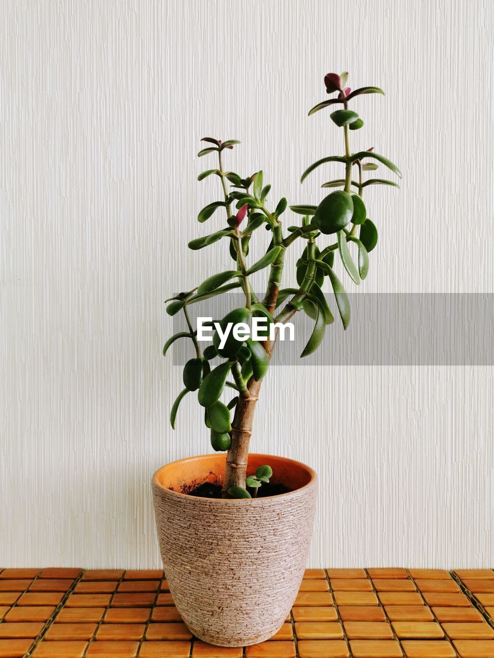 CLOSE-UP OF POTTED PLANTS ON TABLE