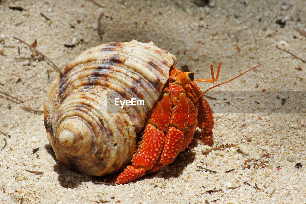 Close-up of a brightly red colored hermit crab carrying a snail shell for protection on the beach