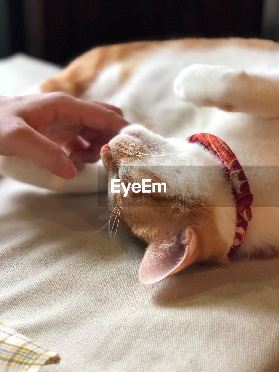 CLOSE-UP OF A CAT HAND