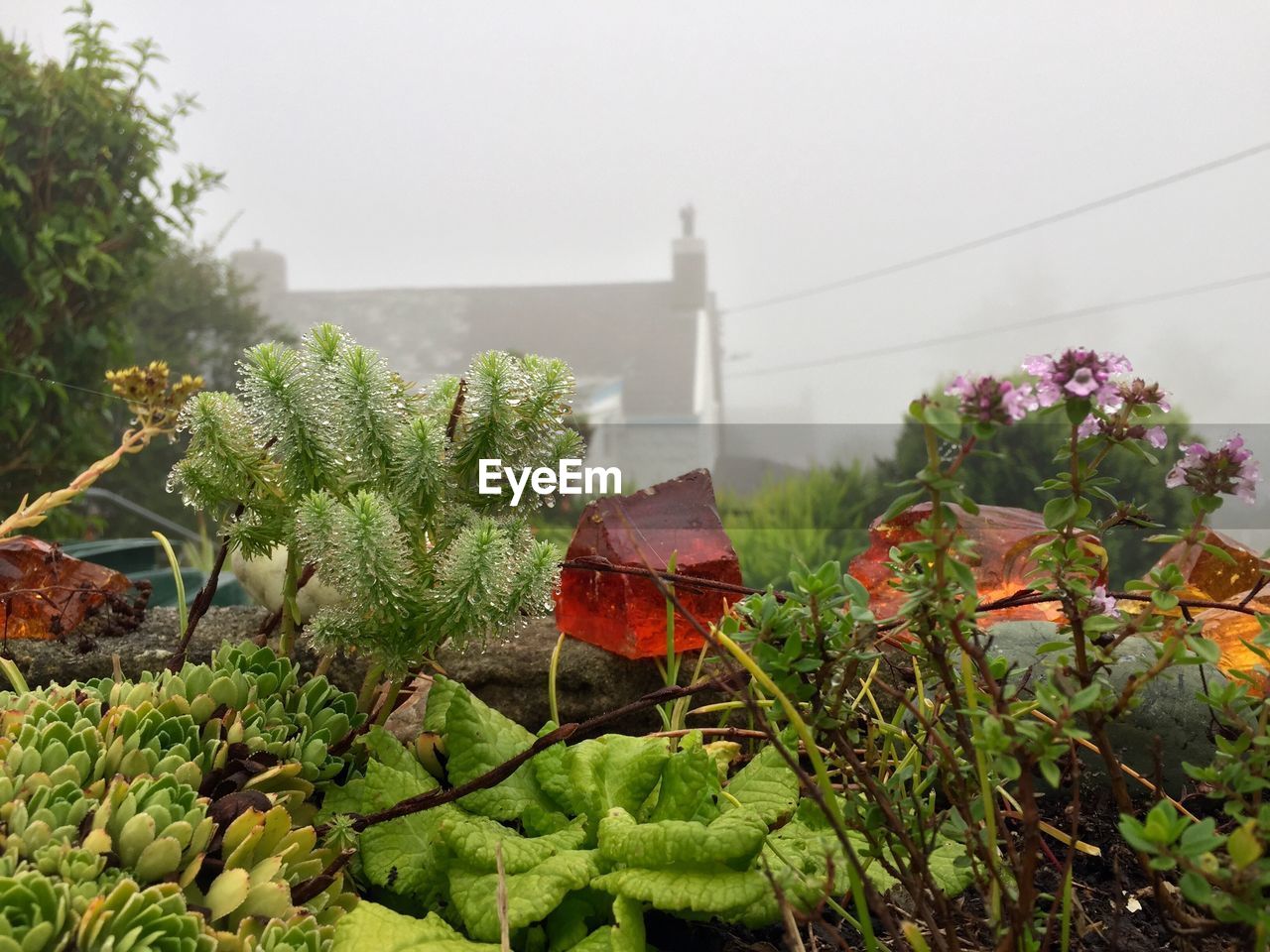 Close-up of plants