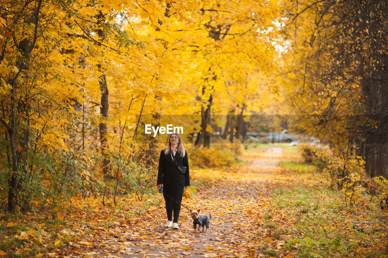 Woman in a black coat 
 walks through the autumn park with a small yorkshire terrier dog. 