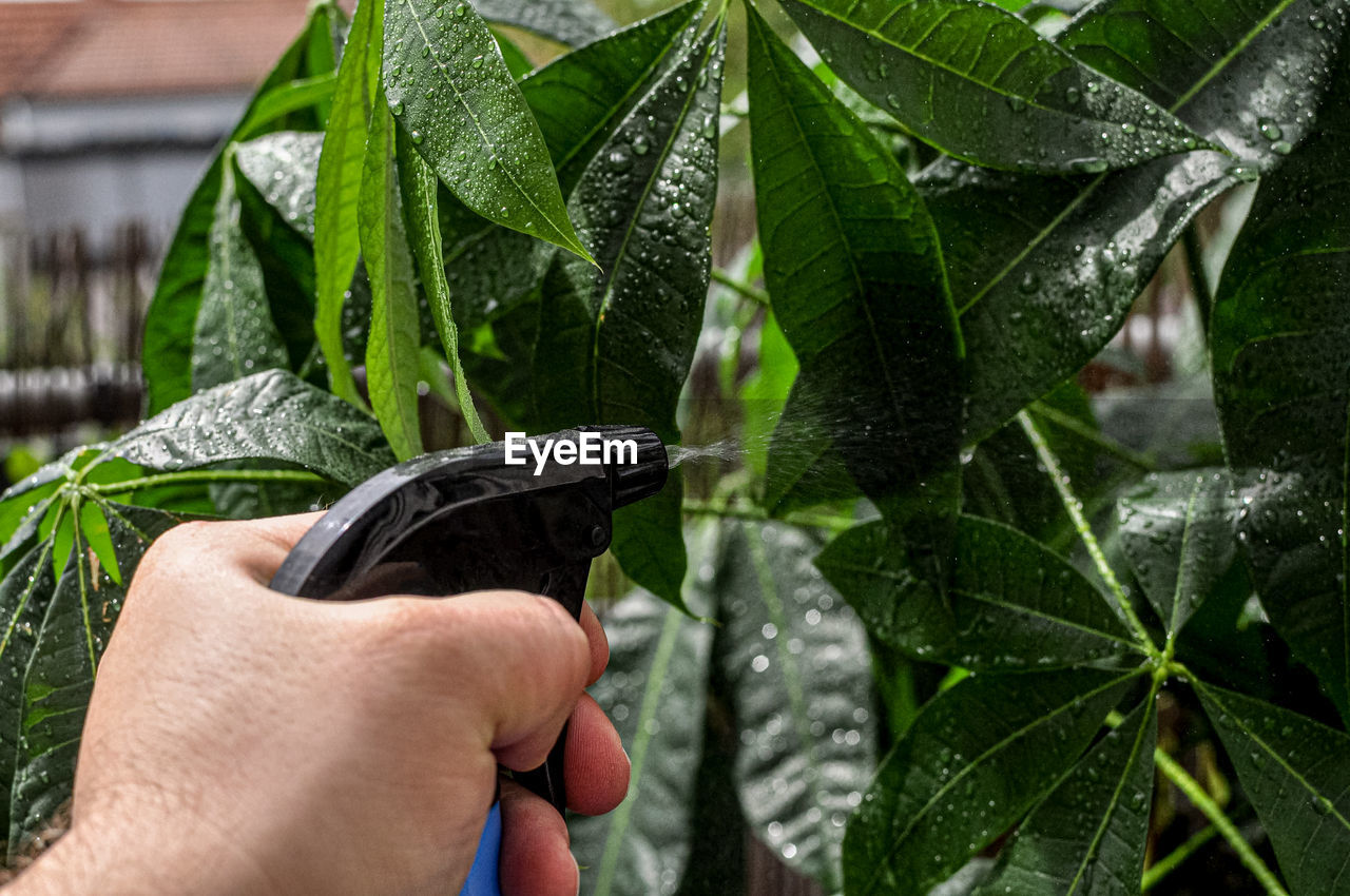 Close-up of hand spraying water on plants