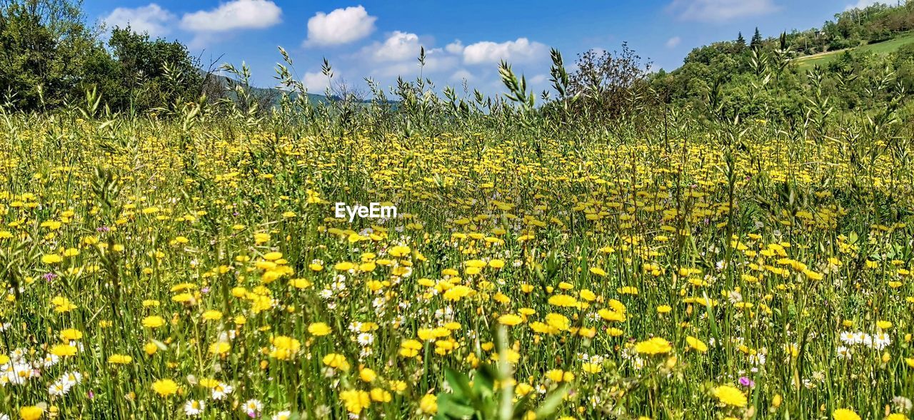 plant, yellow, flower, field, land, landscape, flowering plant, beauty in nature, meadow, grassland, sky, freshness, prairie, nature, growth, environment, rural scene, natural environment, agriculture, cloud, pasture, rapeseed, scenics - nature, wildflower, crop, grass, springtime, no people, abundance, rural area, tranquility, outdoors, plain, sunlight, farm, day, vibrant color, fragility, oilseed rape, green, tranquil scene, tree, summer, blue, blossom, canola, flowerbed, idyllic, non-urban scene