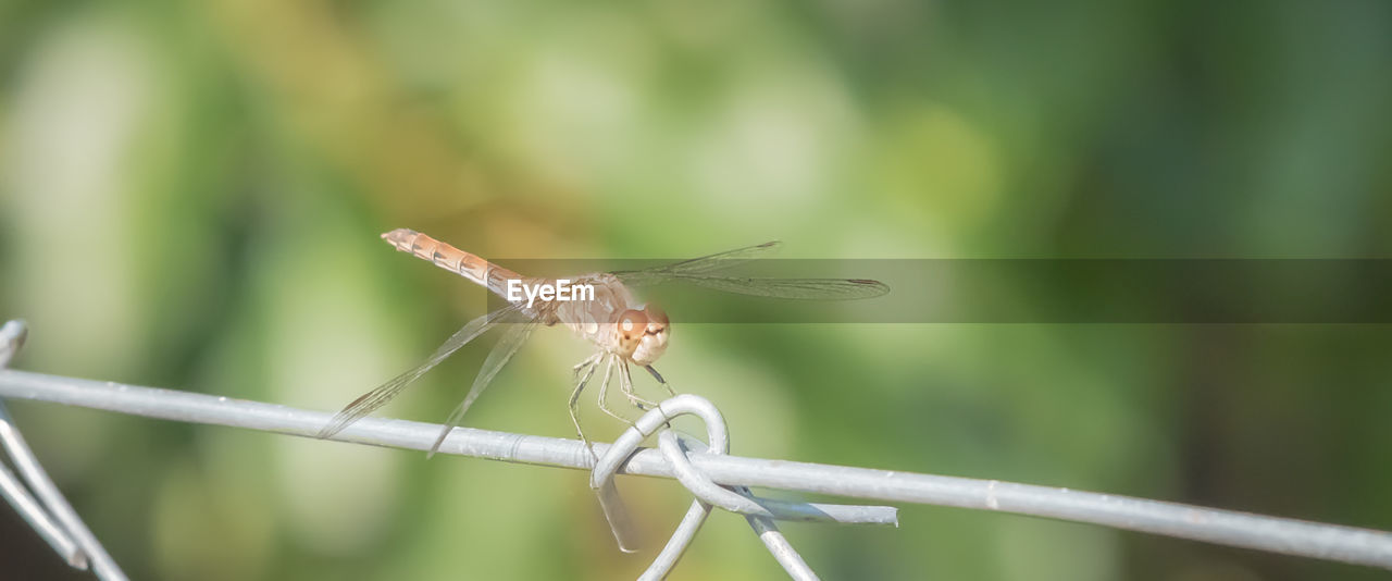 DRAGONFLY ON PLANT