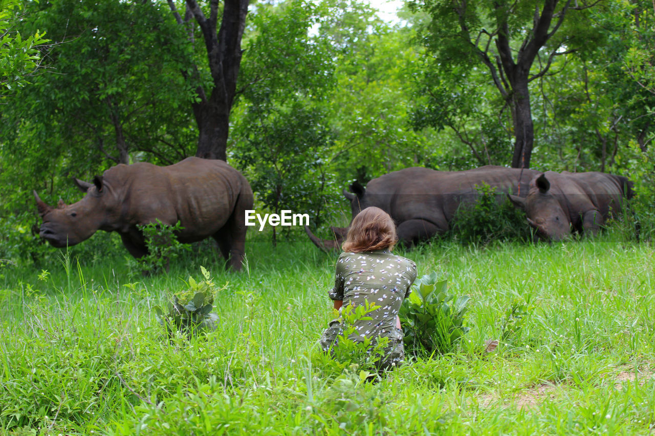 Rear view of woman looking at rhinoceroses at forest