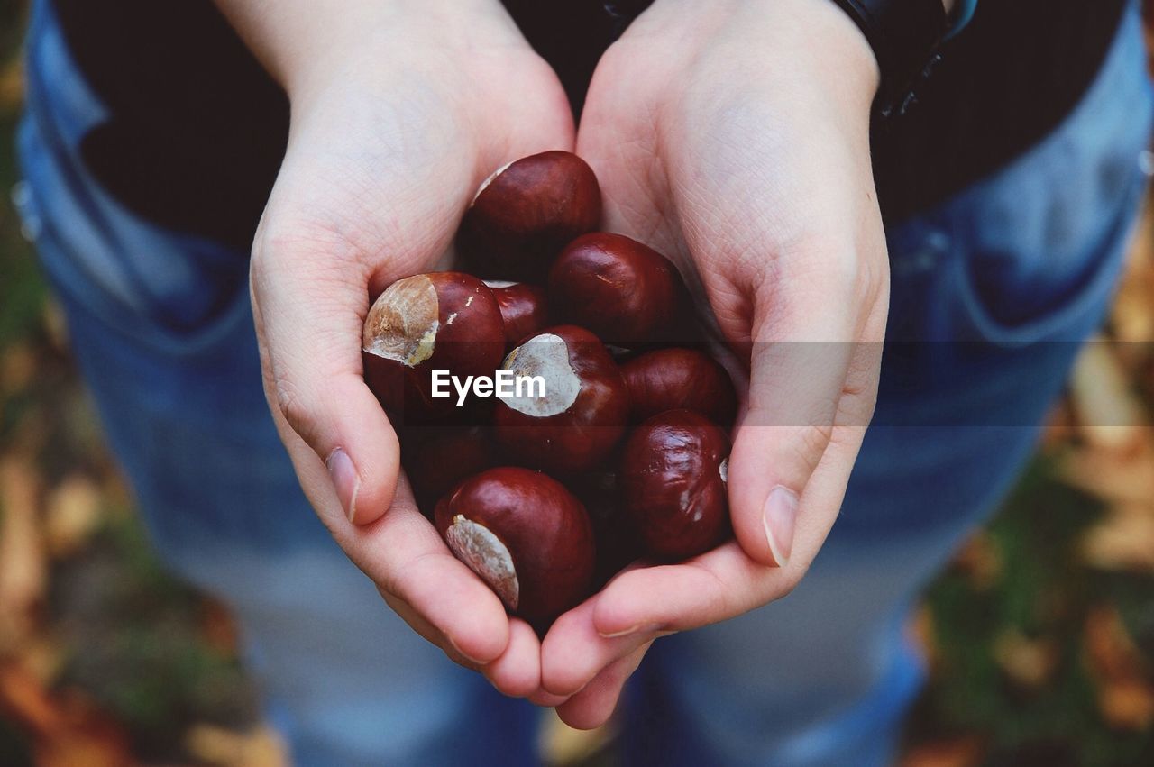 Midsection of person holding chestnuts