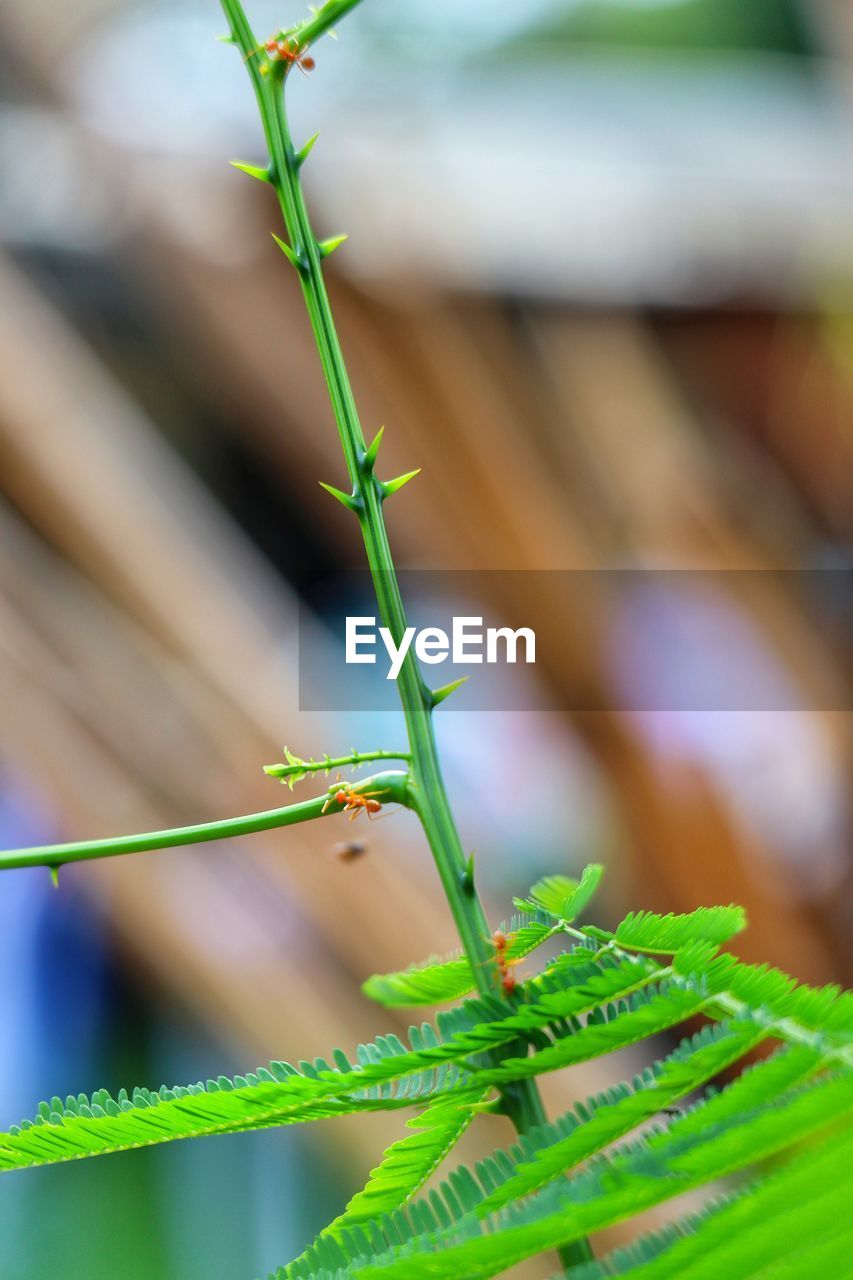 CLOSE-UP OF GRASSHOPPER ON PLANT