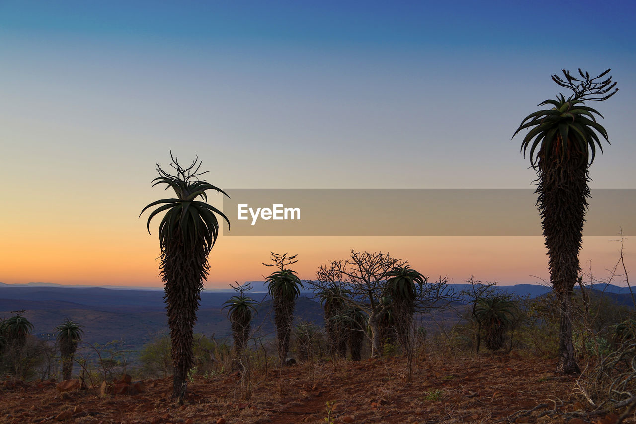 Palm trees against sky during sunset