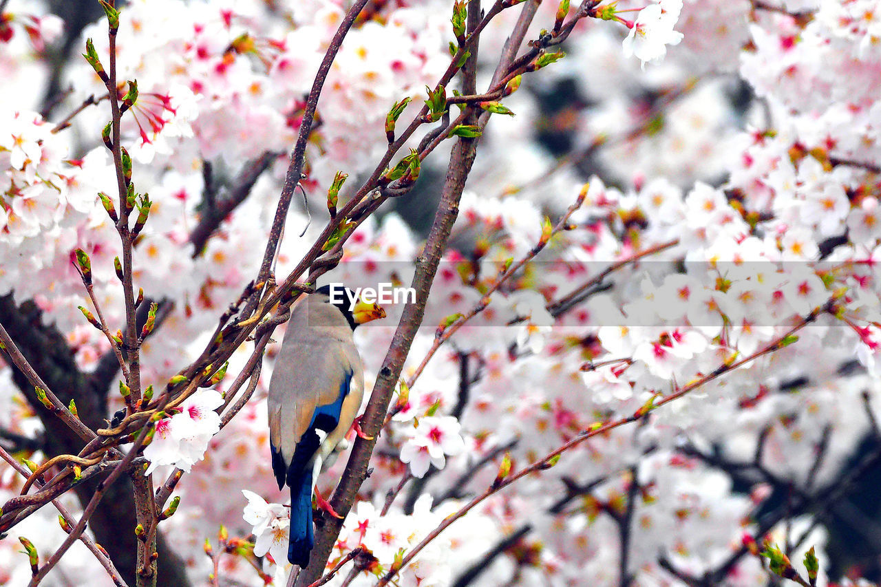 CHERRY BLOSSOM TREE