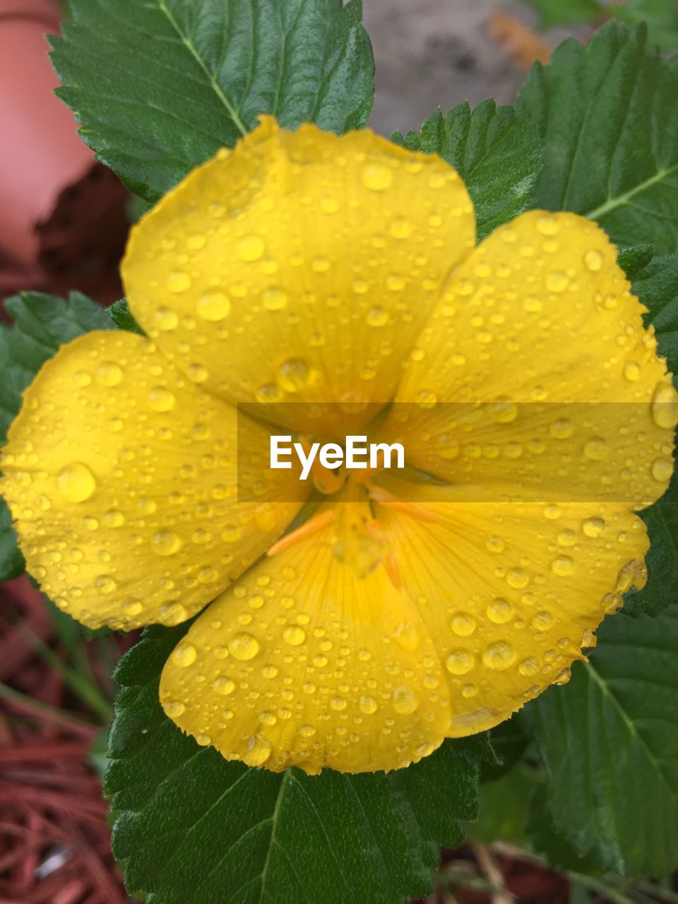 CLOSE-UP OF YELLOW FLOWER