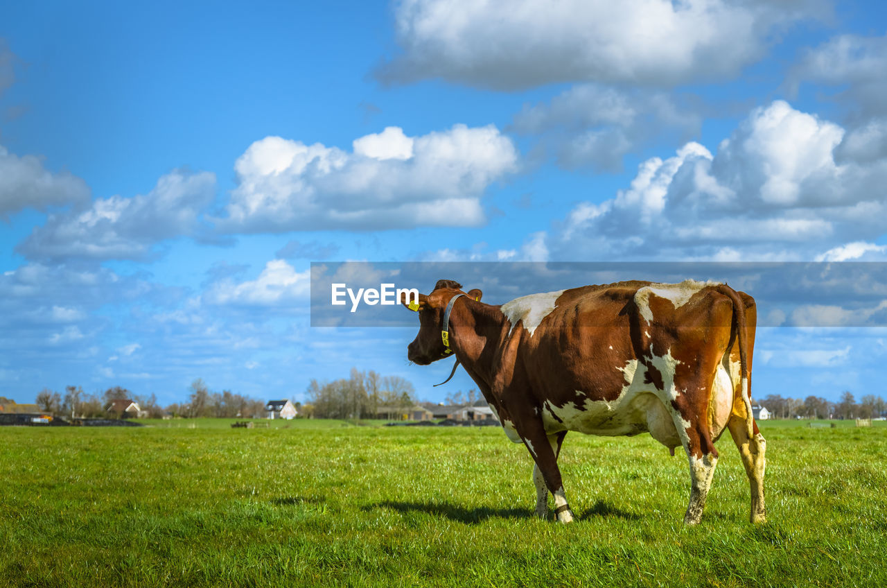 Cow grazing on field against sky