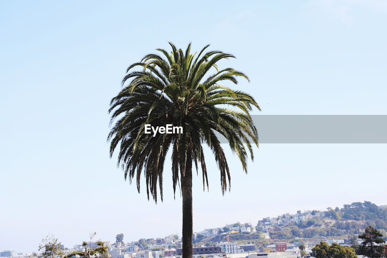 Low angle view of palm tree against clear sky