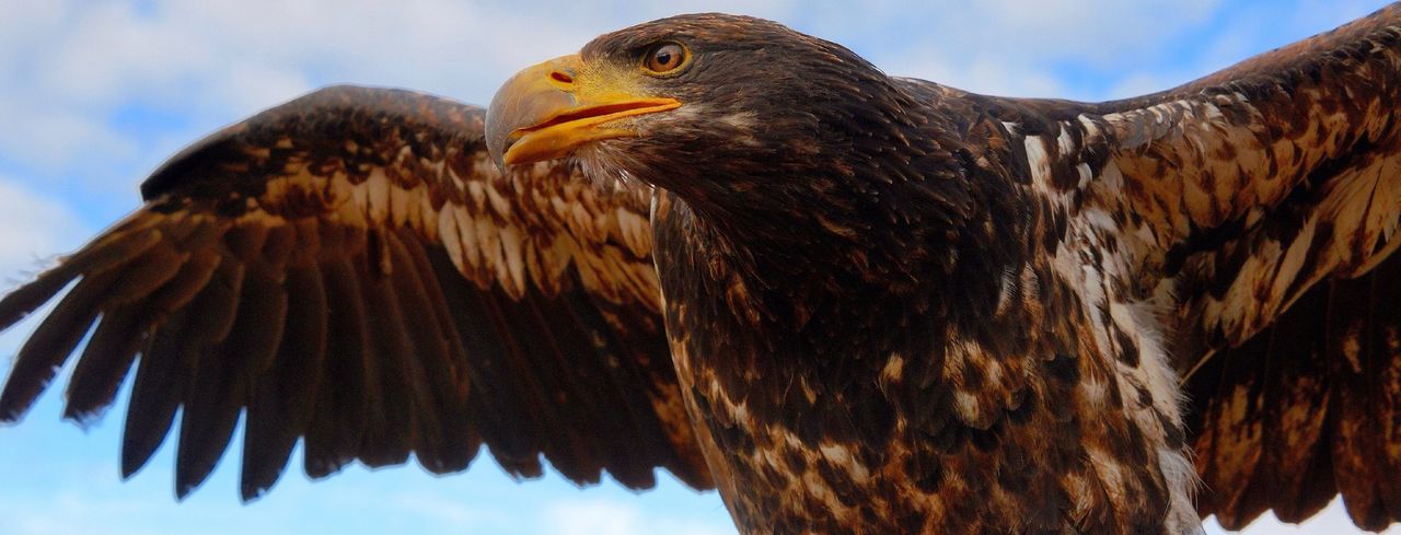 CLOSE-UP OF EAGLE AGAINST SKY