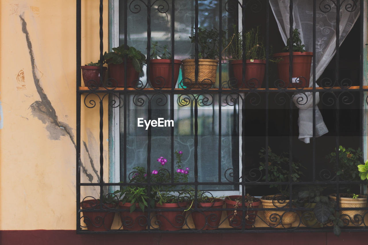 POTTED PLANTS AGAINST WINDOW