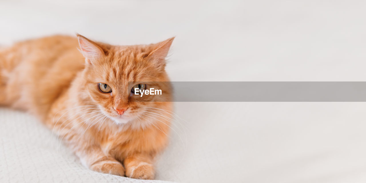 Cute ginger cat on white textile background. attentive looking domestic animal. copy space.