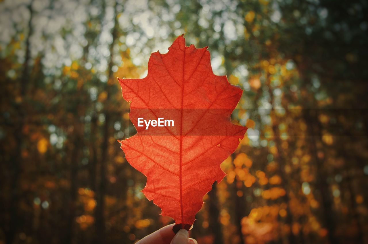 Cropped hand holding autumn leaf