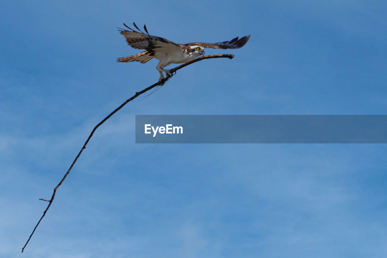 animal, animal themes, bird, animal wildlife, flying, wildlife, sky, one animal, blue, nature, spread wings, low angle view, no people, wing, animal body part, day, outdoors, animal wing, bird of prey, cloud, mid-air, copy space