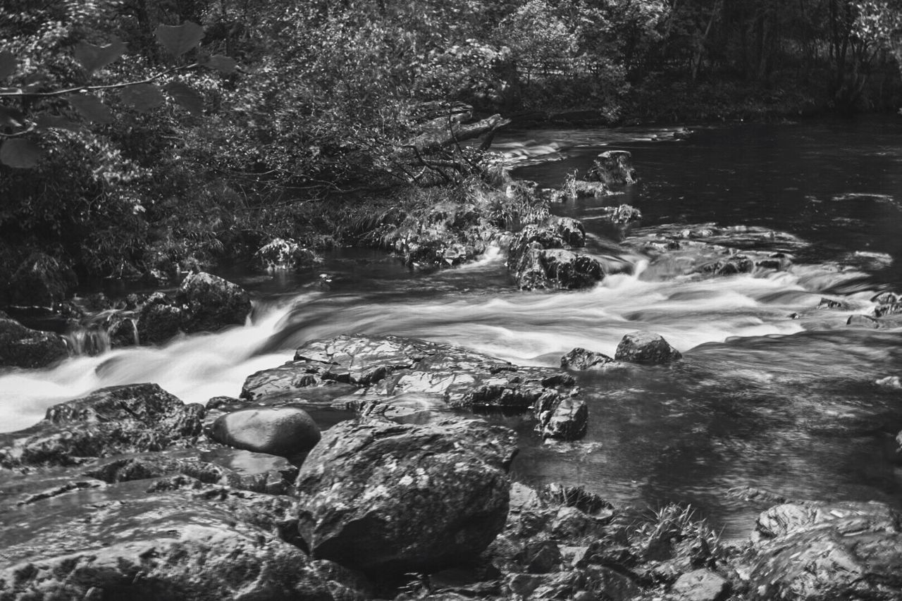 VIEW OF STREAM IN FOREST