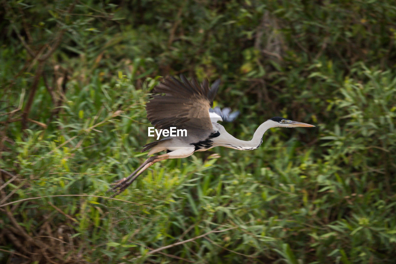 High angle view of gray heron flying