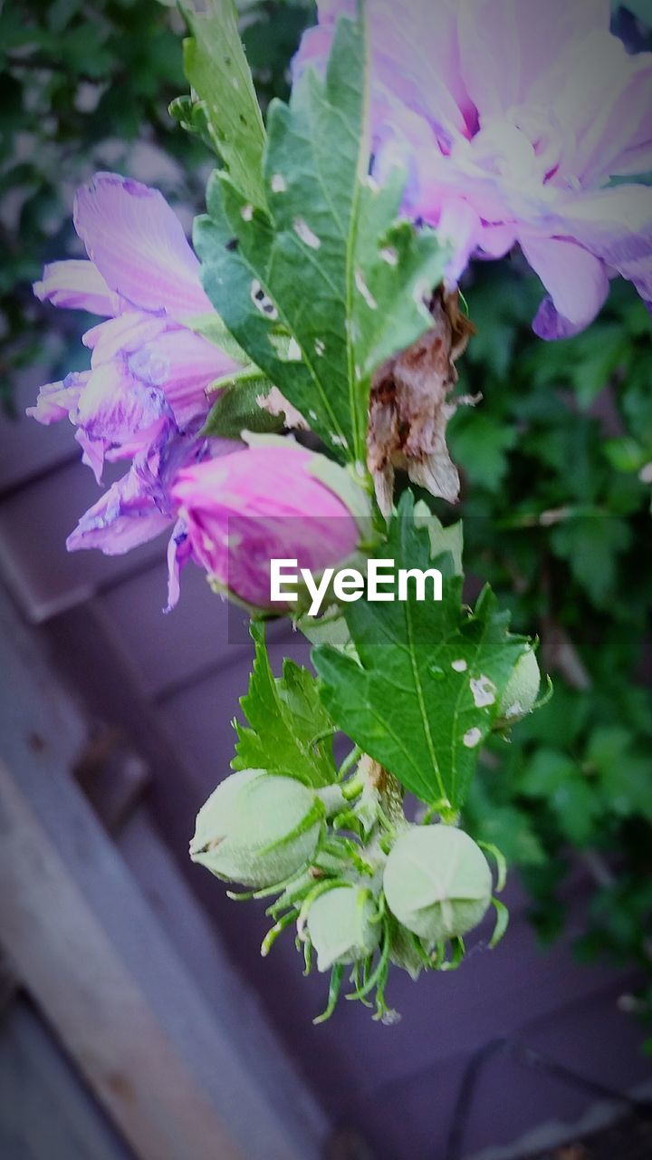 CLOSE-UP OF PINK FLOWERS