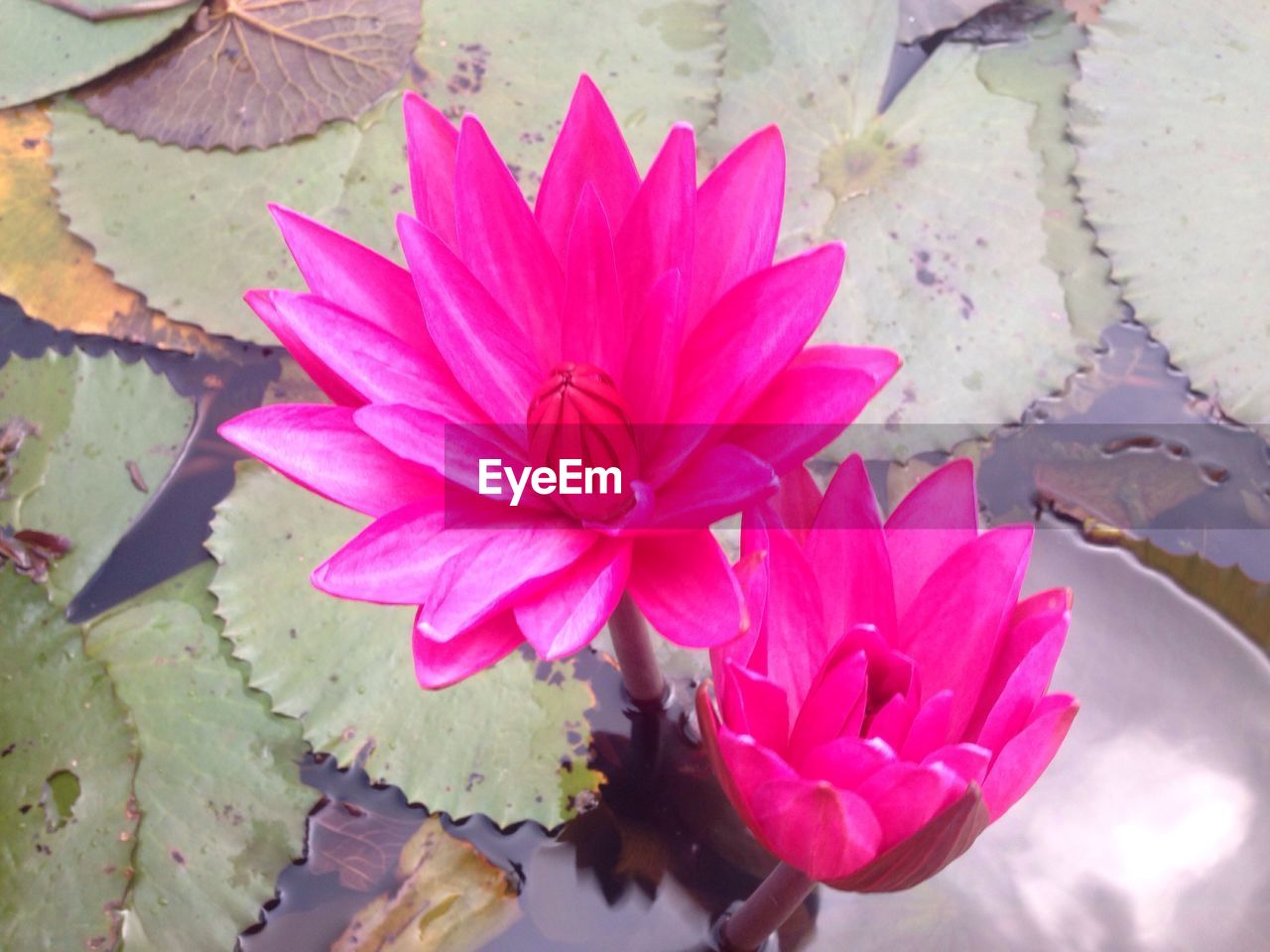 CLOSE-UP OF PINK FLOWERS IN POND