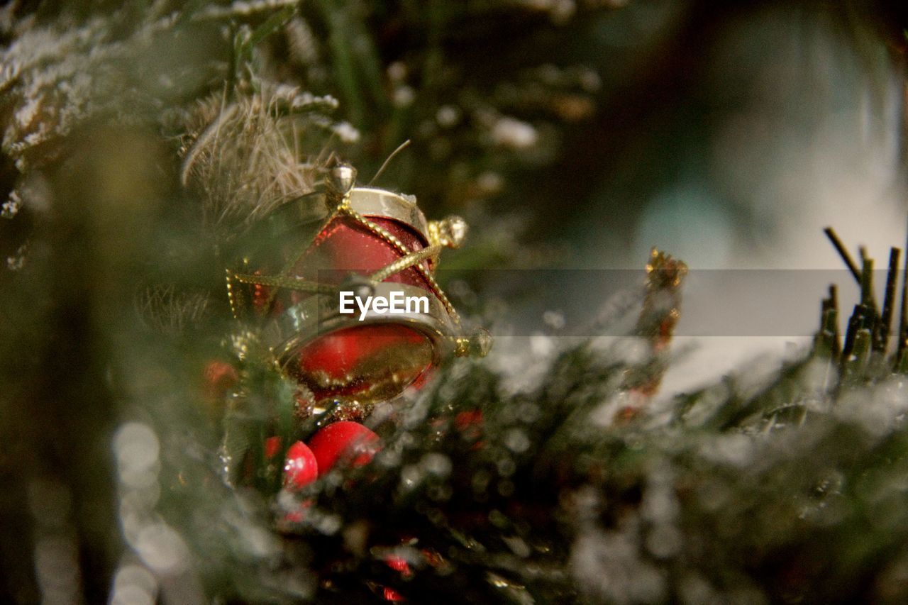 Close up of red flower