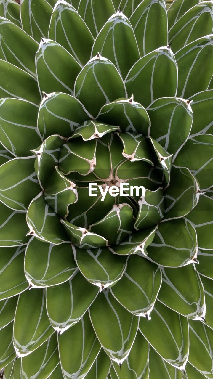 FULL FRAME OF SUCCULENT PLANT