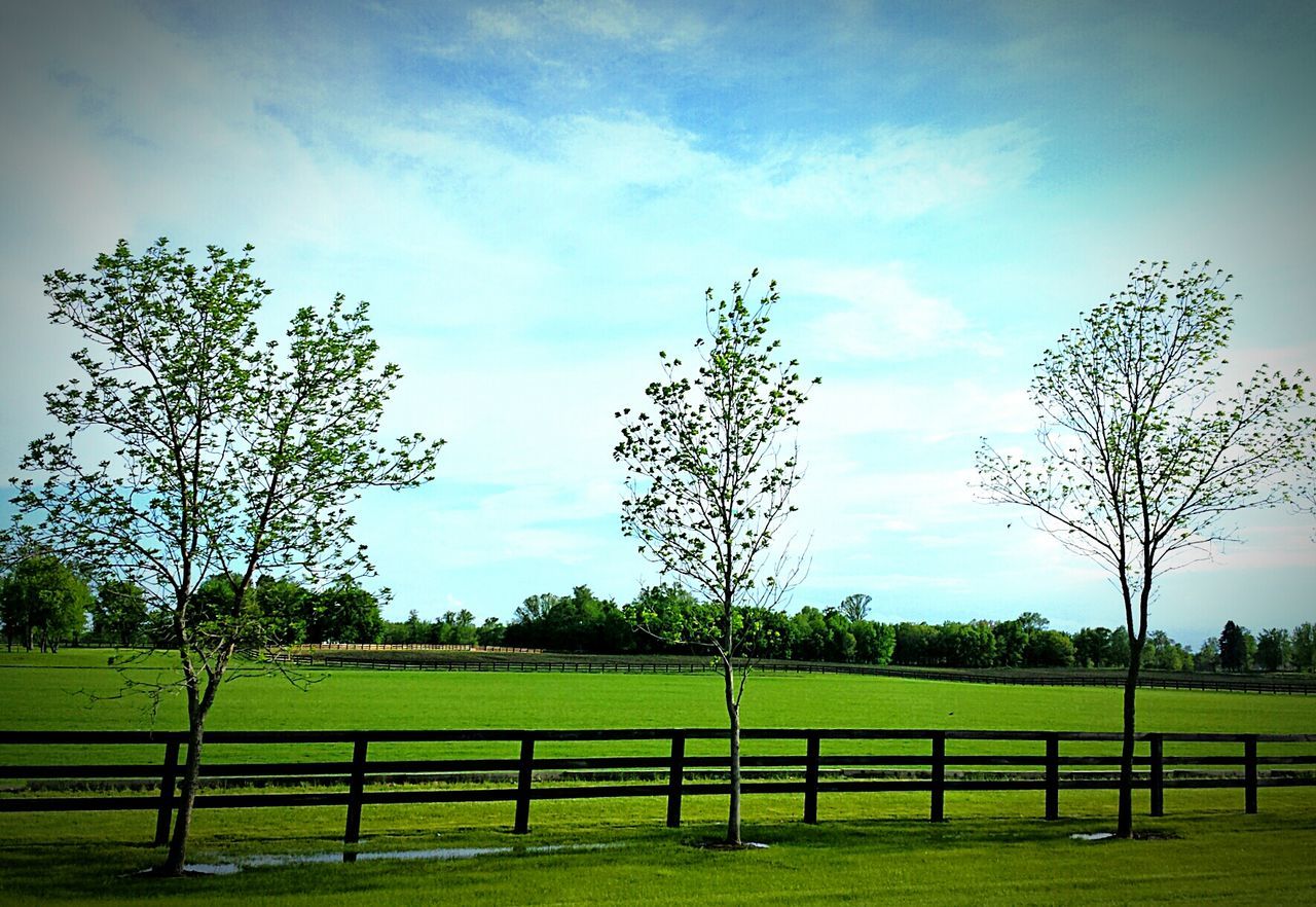 TREES ON GRASSY FIELD