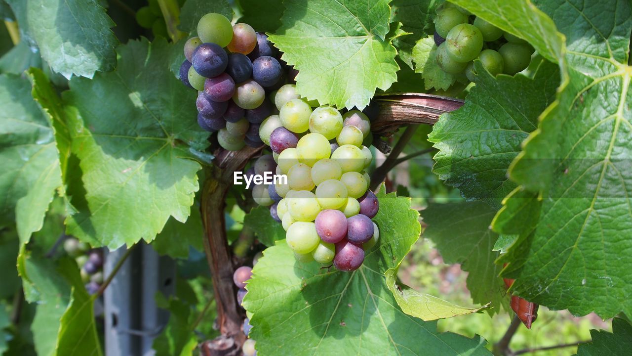 CLOSE-UP OF BLACKBERRIES GROWING ON PLANT