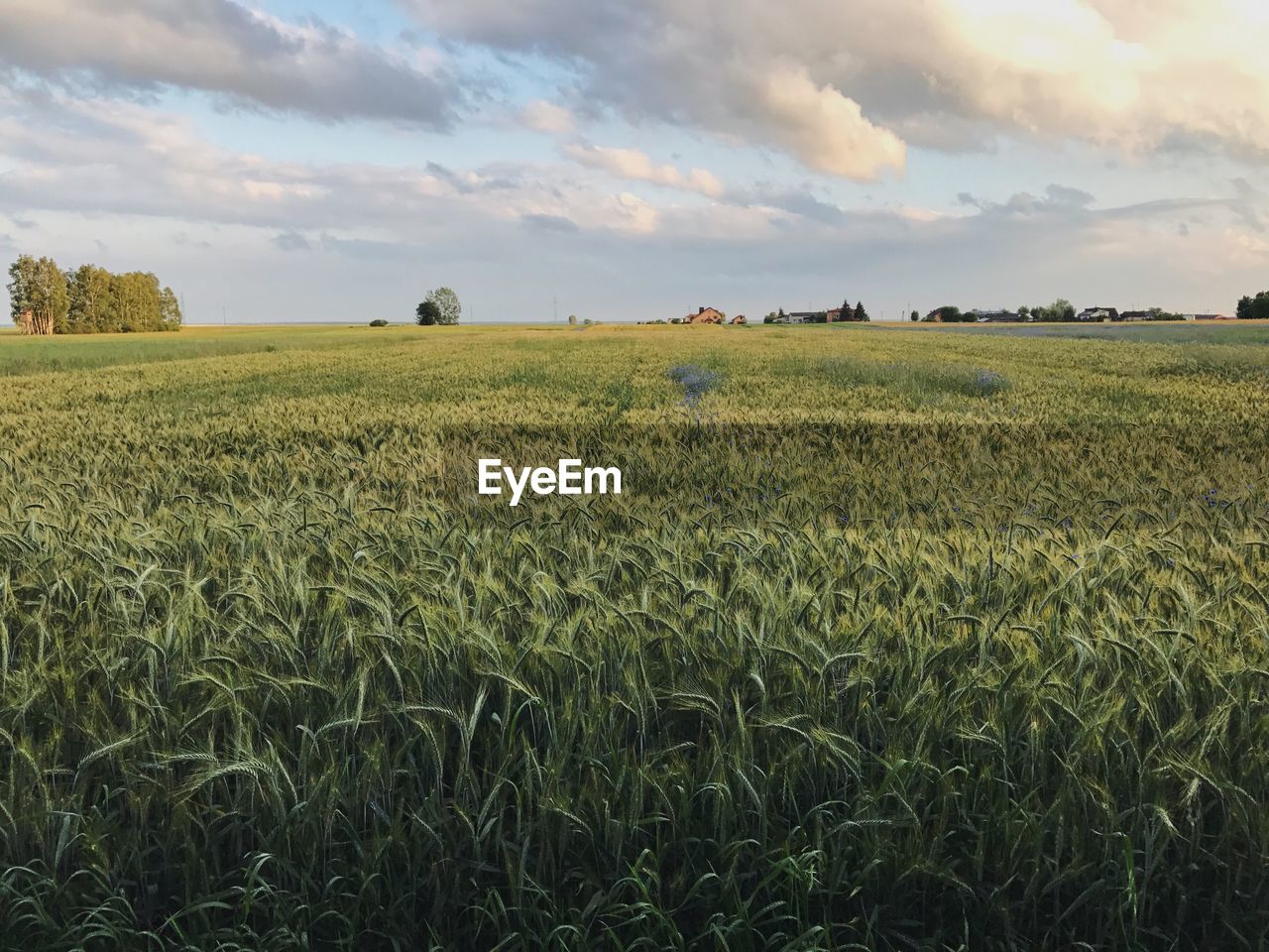 Scenic view of wheat field against sky