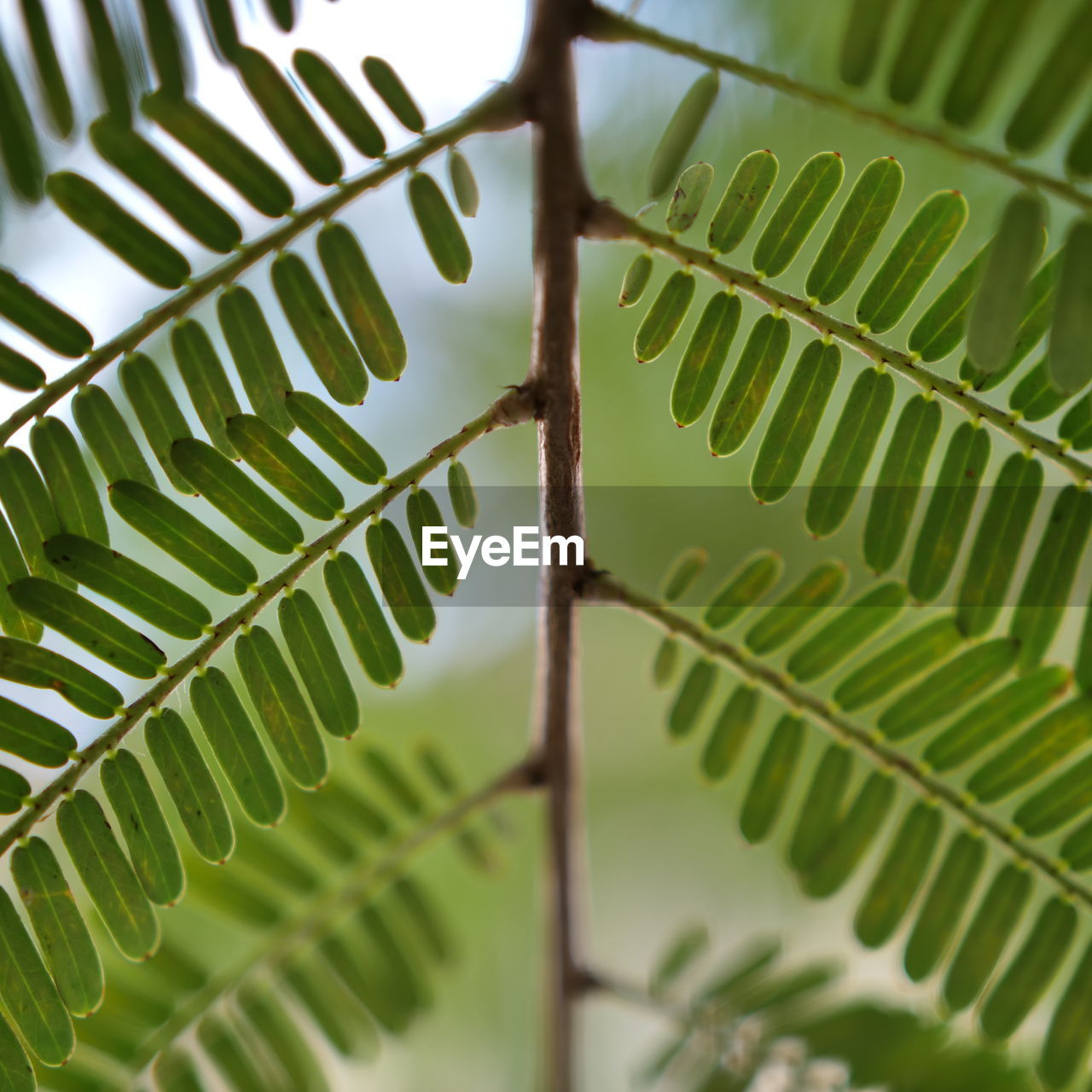 LOW ANGLE VIEW OF PALM LEAVES ON TREE