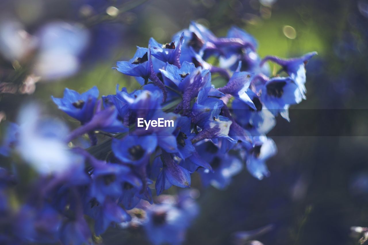 CLOSE-UP OF PURPLE FLOWERS