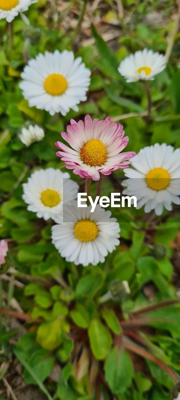 flowering plant, flower, plant, freshness, beauty in nature, fragility, flower head, petal, growth, inflorescence, daisy, nature, close-up, white, pollen, no people, yellow, day, wildflower, high angle view, outdoors, meadow, focus on foreground, plant part, field, green, botany, leaf, springtime, grass, land