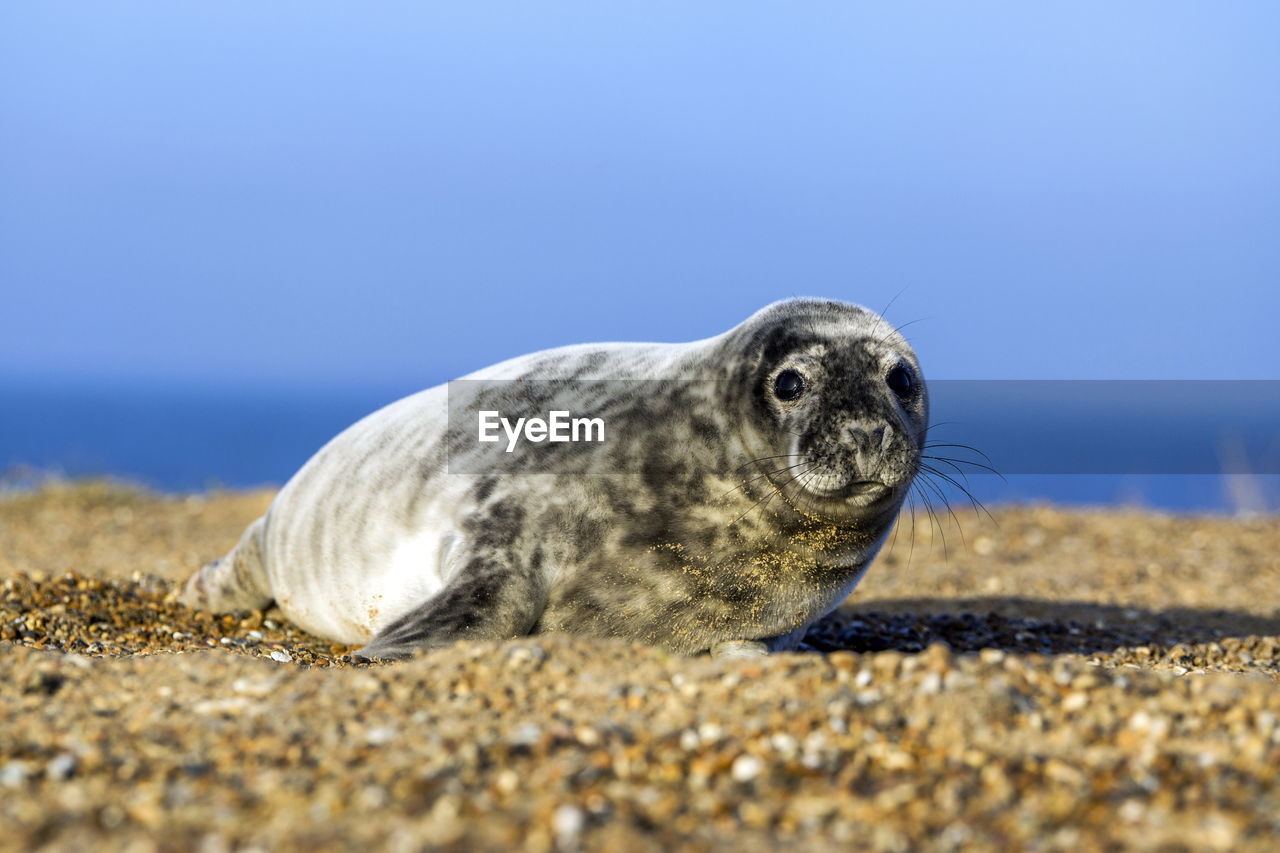 VIEW OF TURTLE IN SEA