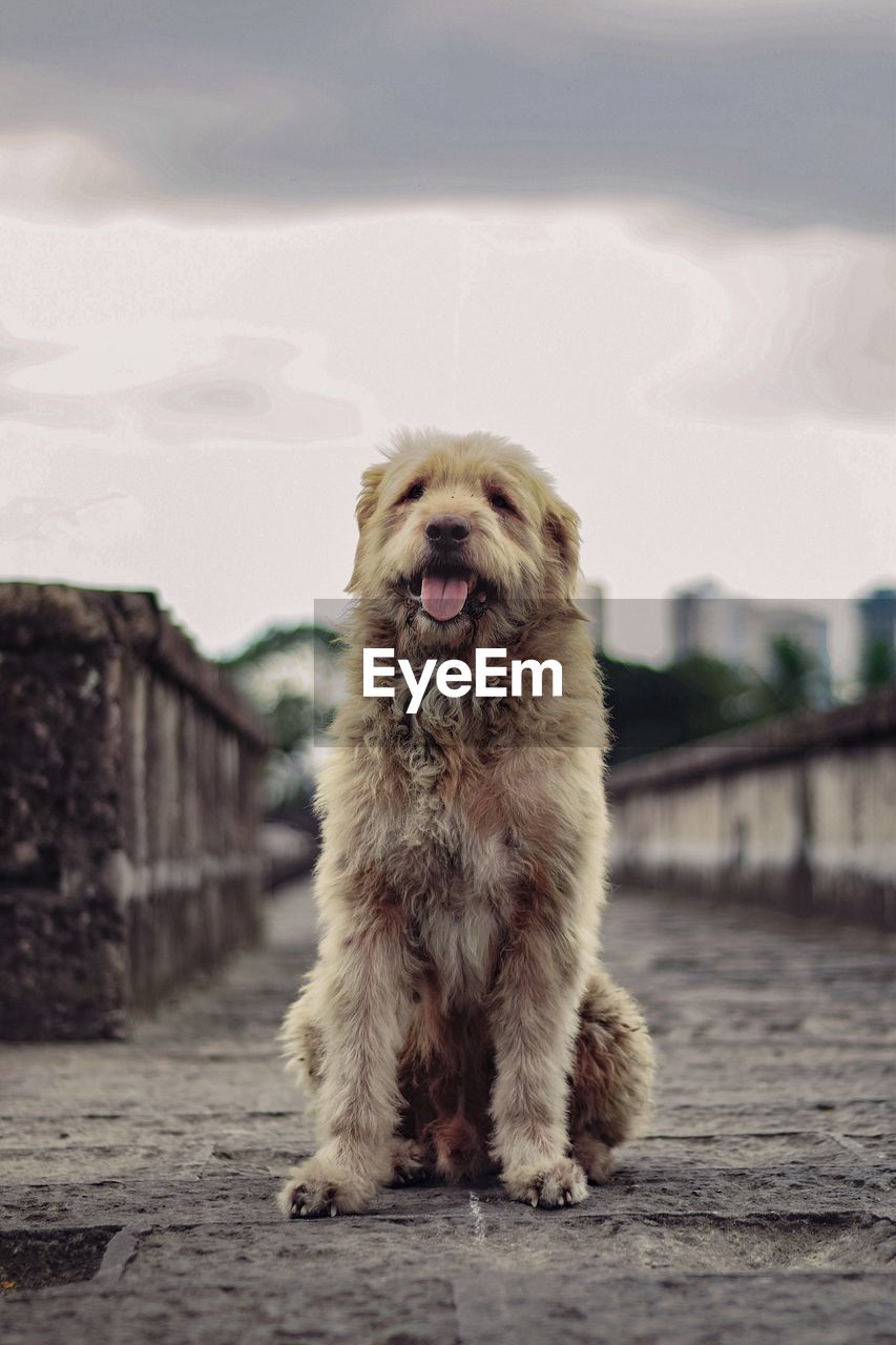 CLOSE-UP PORTRAIT OF DOG AGAINST SKY ON BACKGROUND